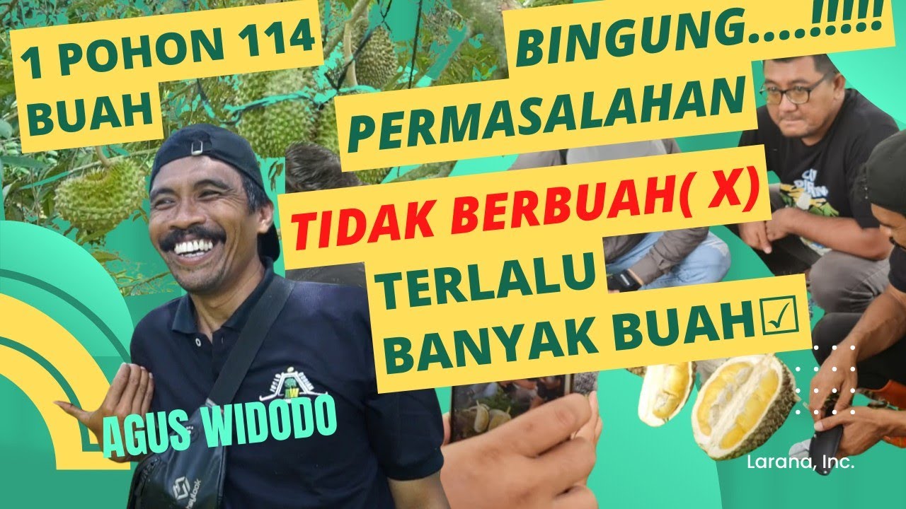 DILEMA 1 POHON BERBUAH 114 DURIAN!!!?.., KEBUN DURIAN BAWOR AW PATI.
