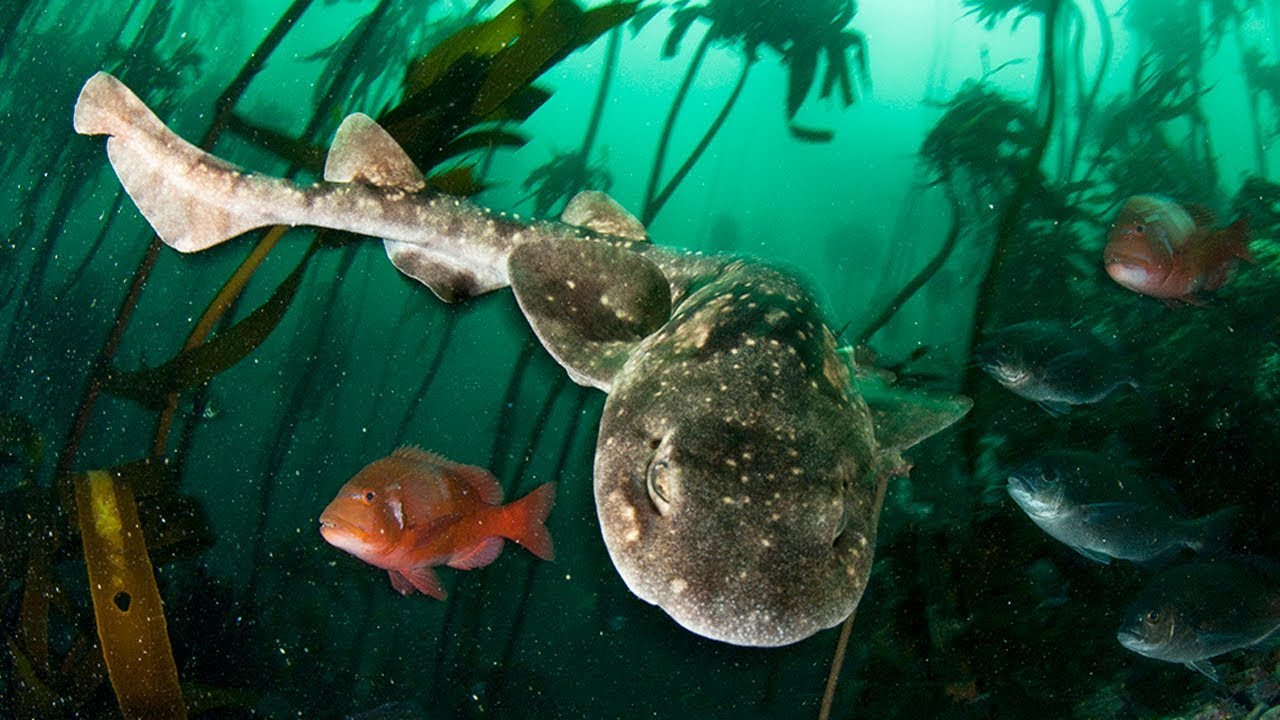 Filming CATSHARKS in Cape Town - Real Wild Ep. 1