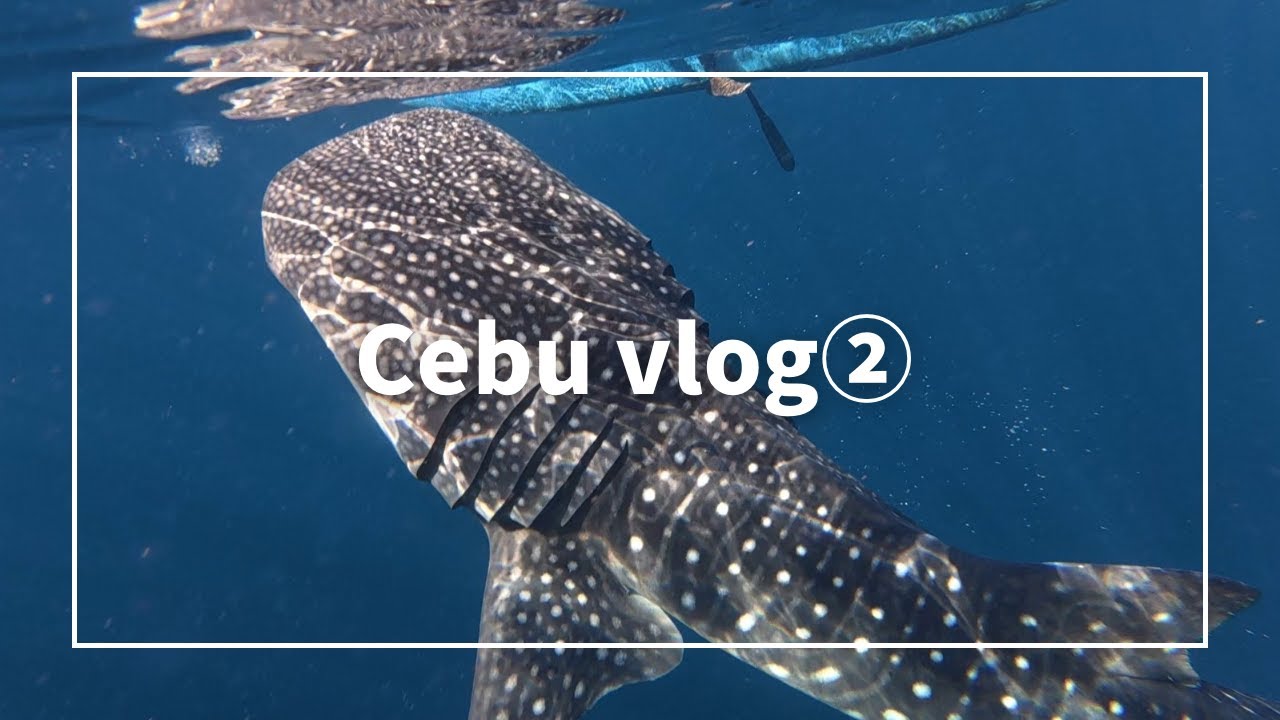 Cebu Vlog②：ジンベイザメと泳いでみた編