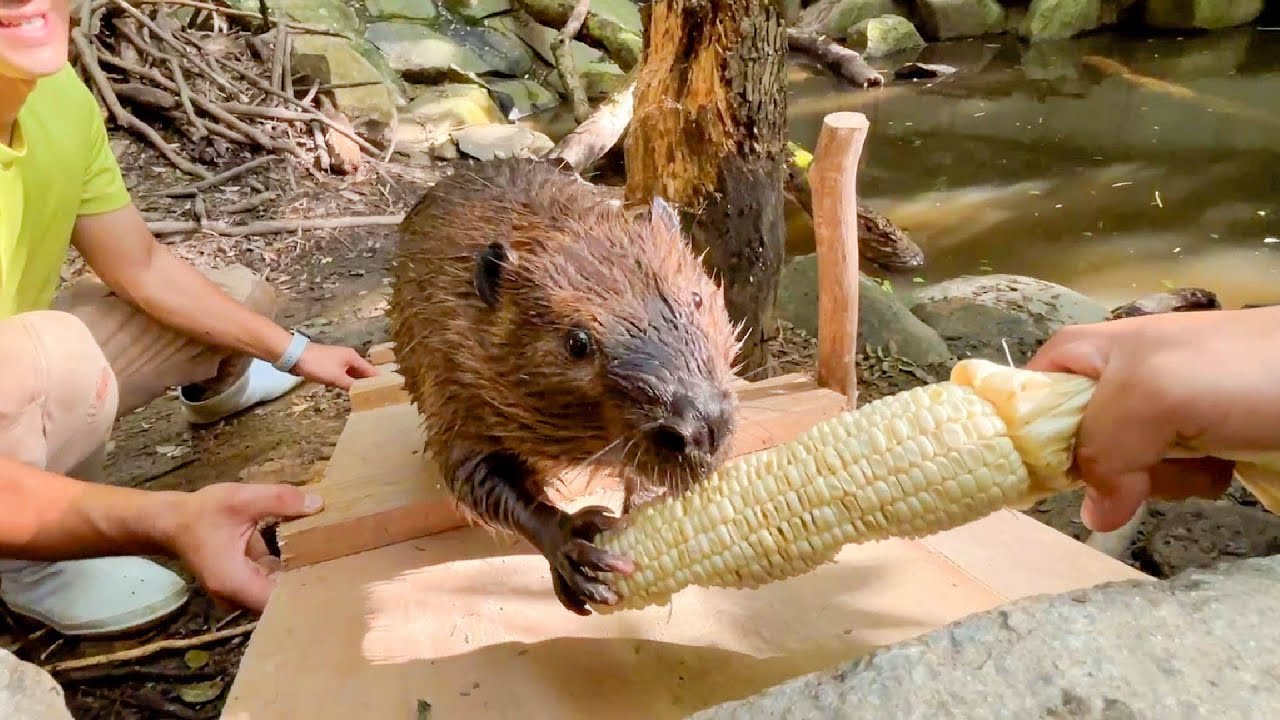 ビーバーのコーンの食べ方が想像以上に強引だった件