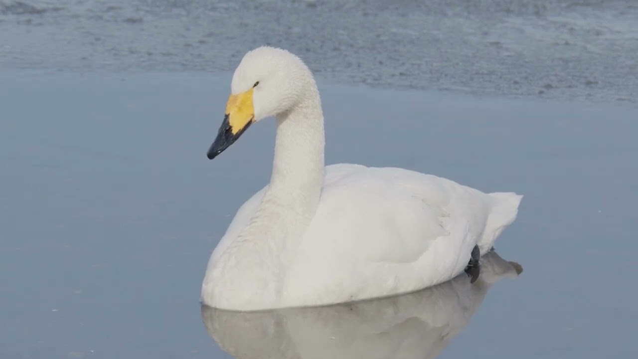 Graceful Swans Swimming: A Soothing and Relaxing Video