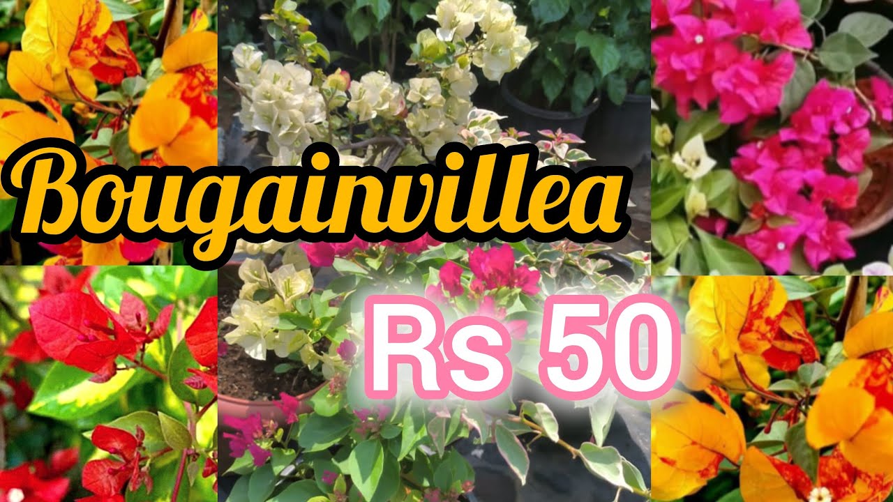 ഏറ്റവും കുറഞ്ഞ വിലയിൽ ബോഗൻവില്ല/Bougainvillea at the lowest price
