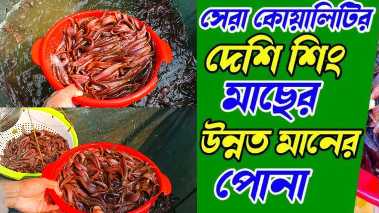 অরিজিনাল দেশি শিং মাছের পোনা চাষ করুন  মোবাইল ✆ 01339964878