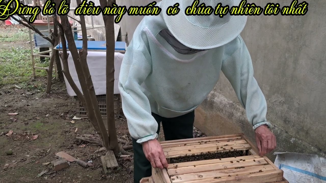Mẹo có được con ong chúa tự nhiên tốt nhất tại thời điểm vàng#kythuatnuoiong 