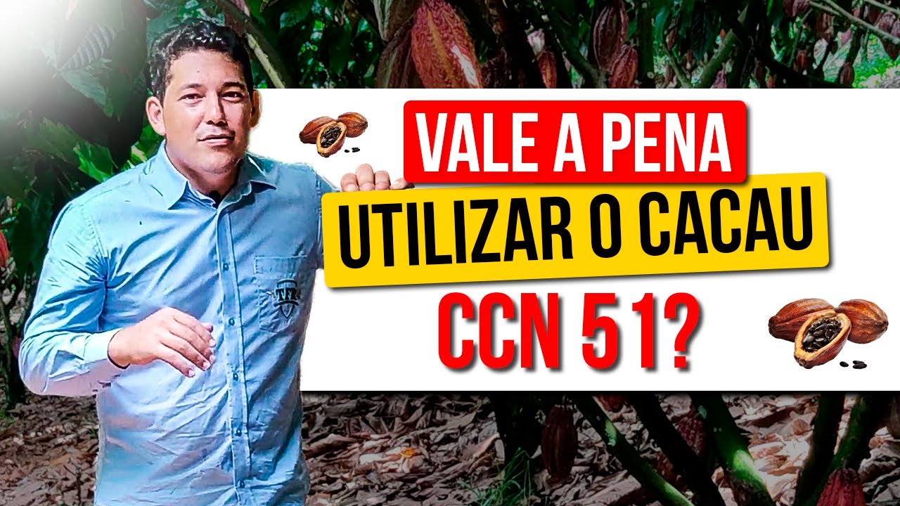 CCN51 UMA DAS VARIEDADES MAIS UTILIZADAS NA CACAUICULTURA, DESCUBRA TODO SEU POTENCIAL!
