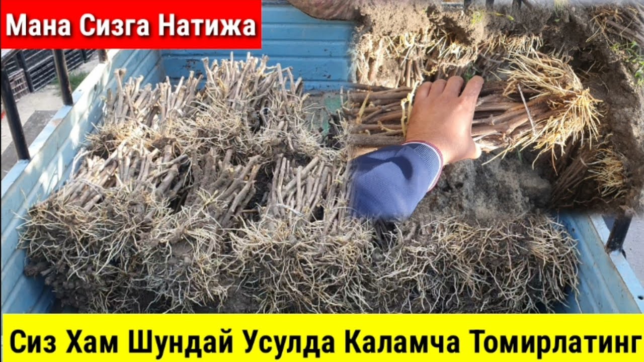 Уй Шароитида Узум Каламча Томирлатиш.Енг Осон Ва Самарали Усули.