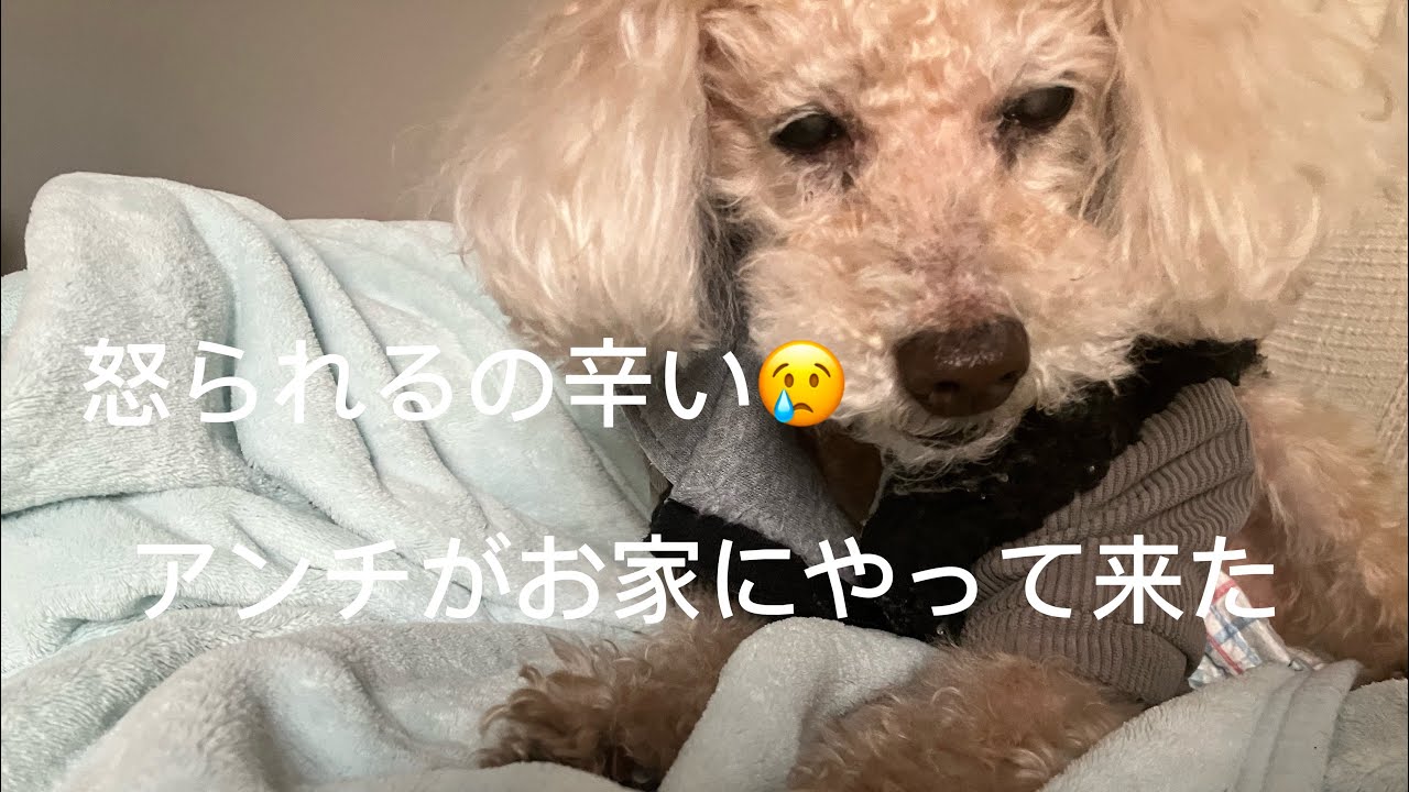 アンチがお家にやって来た。トイプードル(高齢) #トイプードル #癒し 