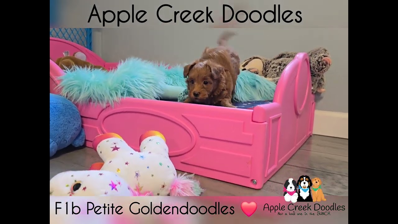 Petite Goldendoodle Girls 💜❤️💖