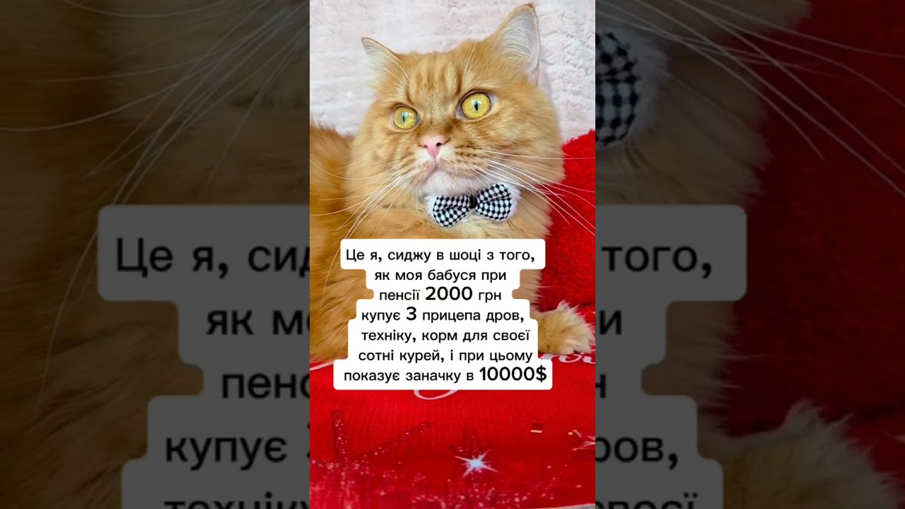 Шок #гуморукраїна #мемиукраїна #життяукраїнців #війнатриває #кітблогер