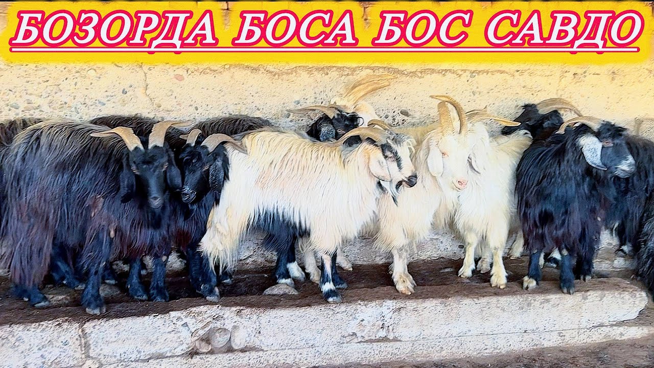 САРИОСИЁ САРКА БОЗОРИ ҚИЗИГАНДАН ҚИЗИДИ.