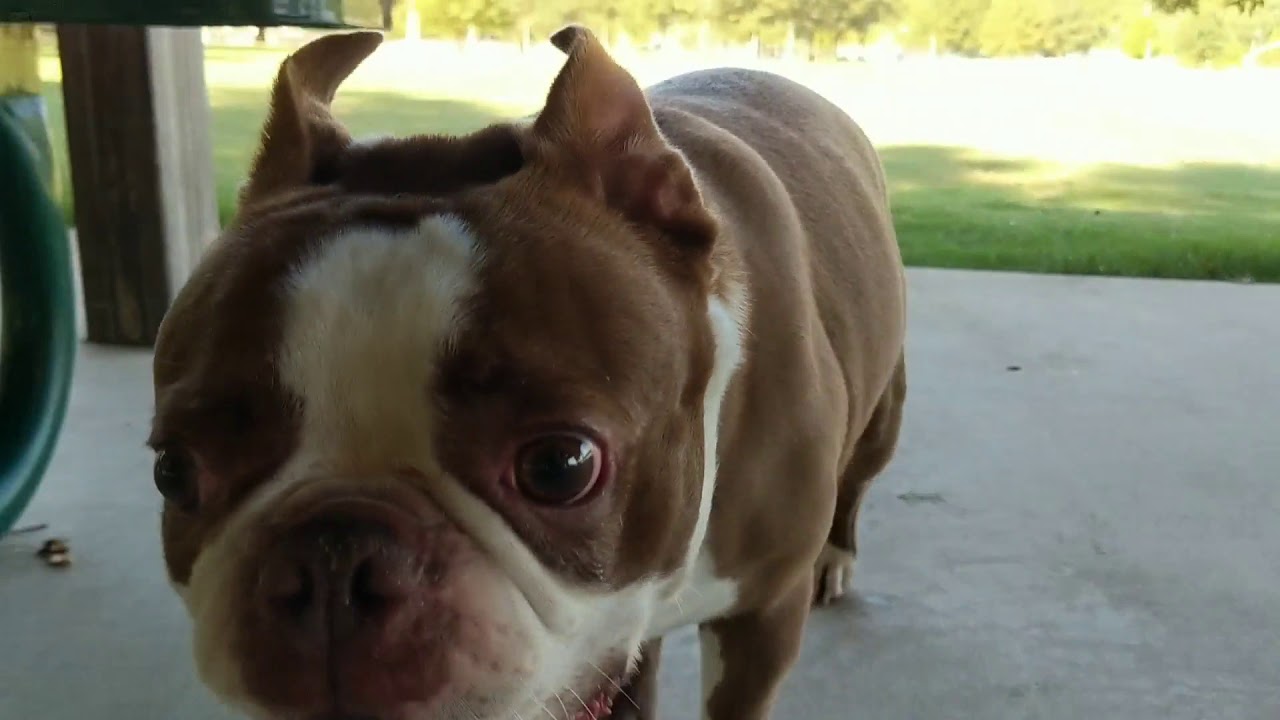 Chip - Boston Terrier with aggression - Before/After 2 week Board and Train