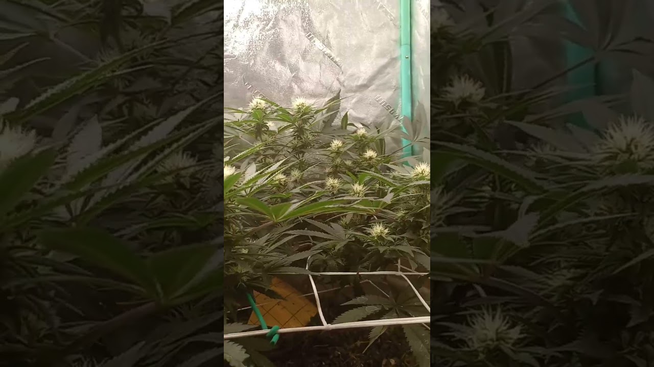 northern lights and original skunk by agseedco week two of flower gang gang 🤙