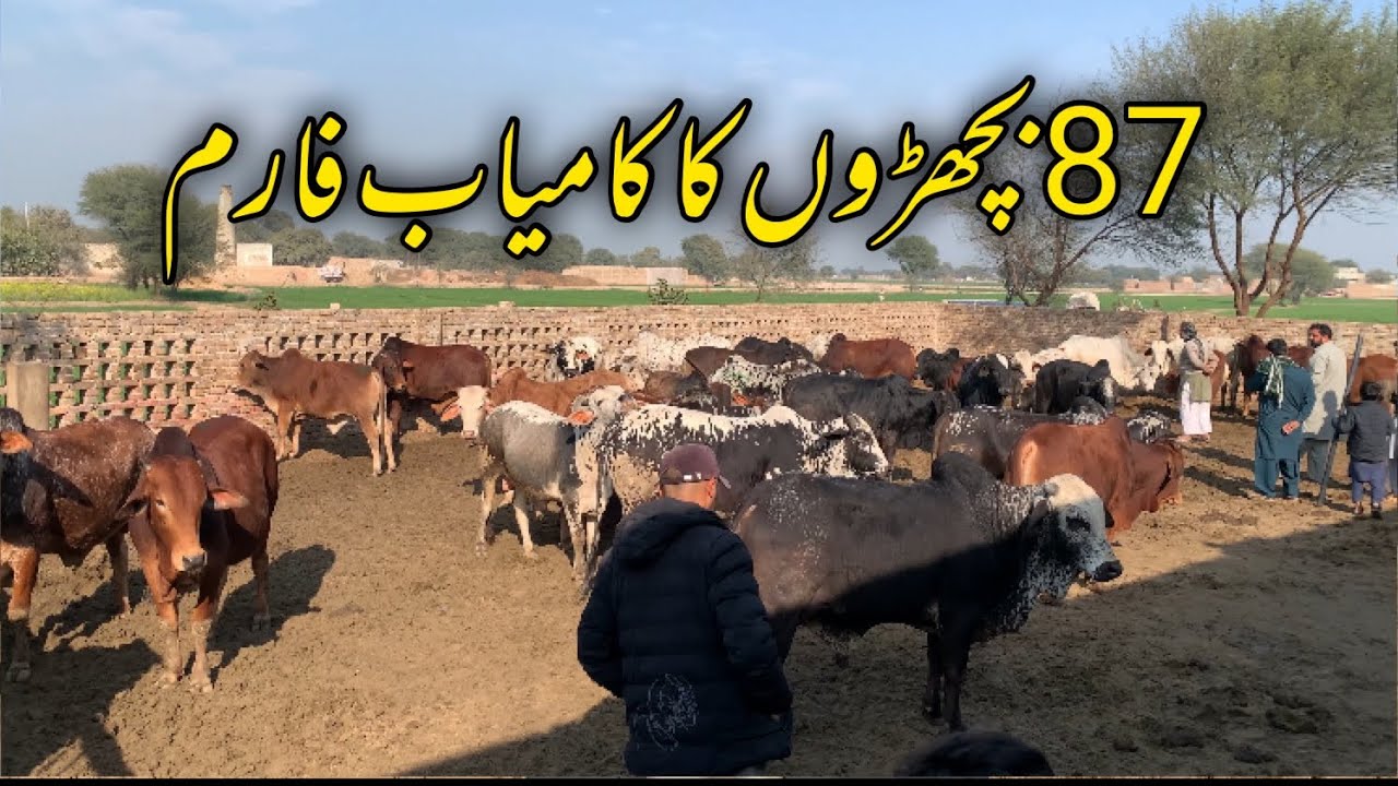 Malik Cattle Farm With 87 Bachra and 130 Total Animals Business in Punjab Pakistan