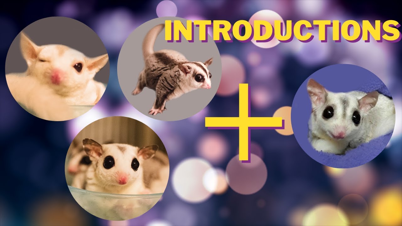 How to introduce sugar gliders to each other