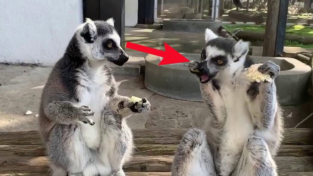 Funny Cute Ring Tailed Lemurs Eating and Smiling