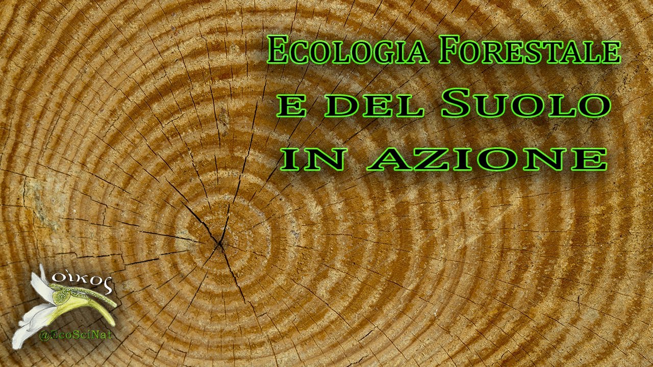 Come le foreste e il suolo vengono studiate: un esempio