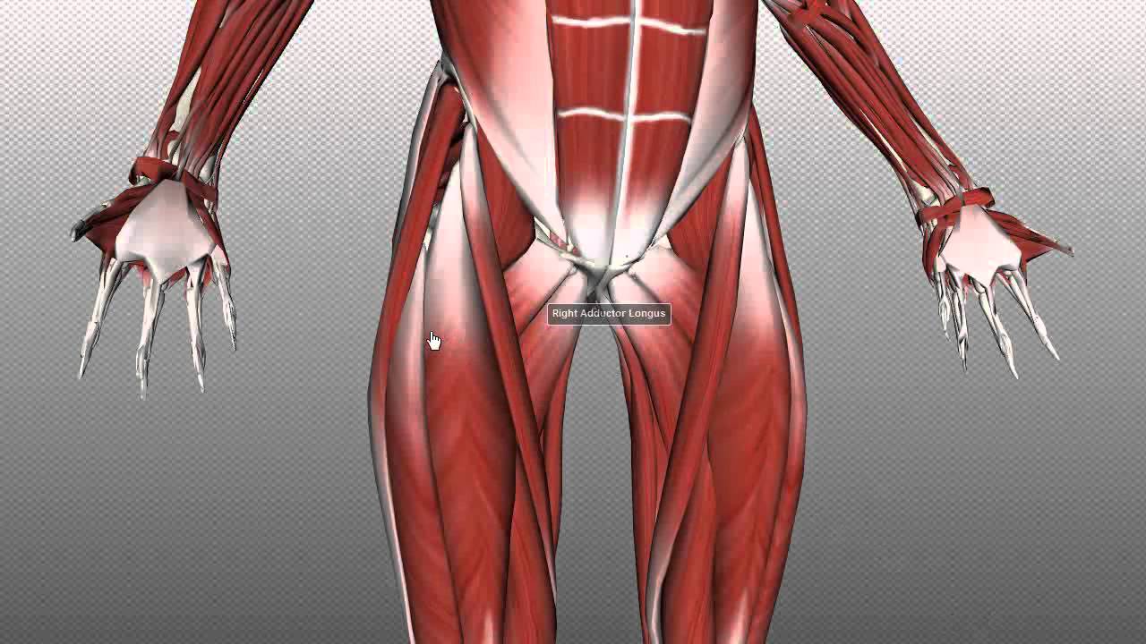 Femoral Triangle - Anatomy Tutorial