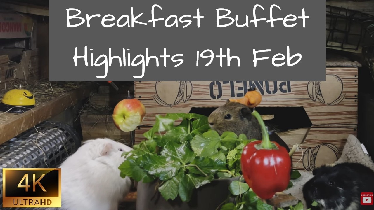 Guinea Pigs | Breakfast Buffet Highlights