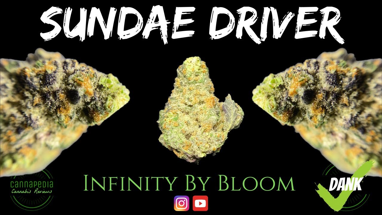 Sundae Driver Strain Review - Infinity by Bloom - Cannapedia