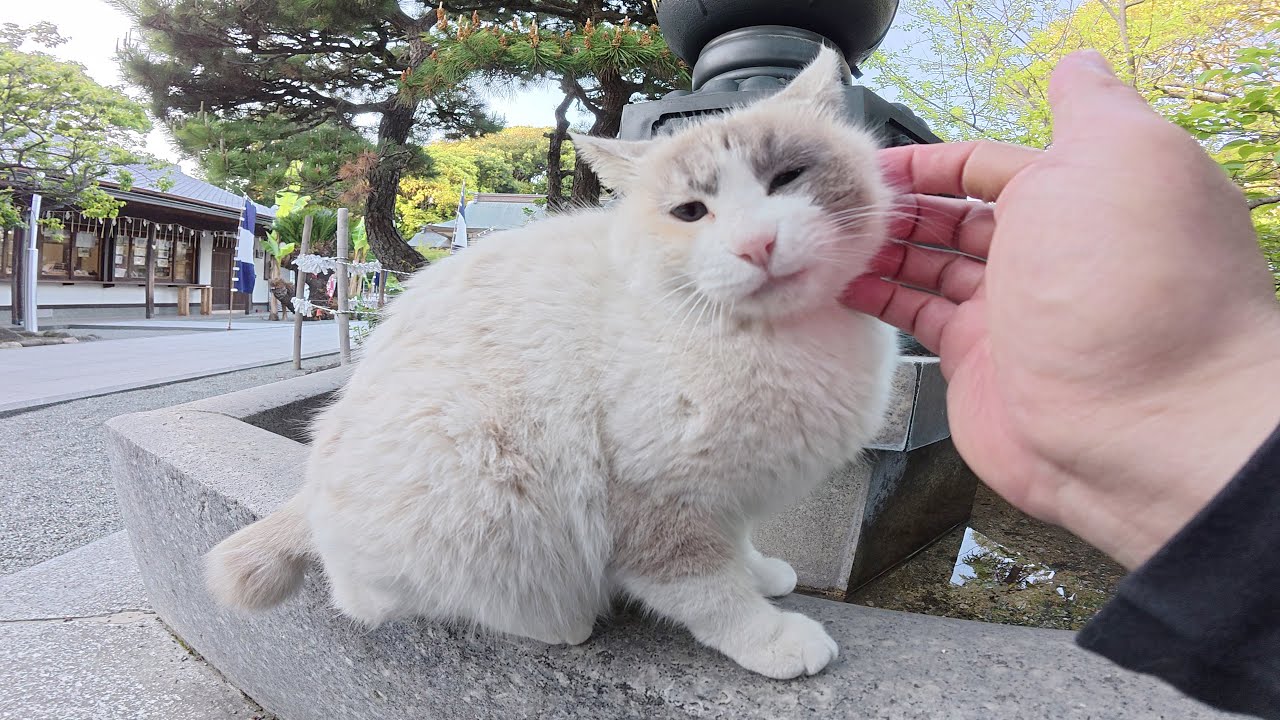 Енотовидный кот и черный кот патрулируют сады храма.