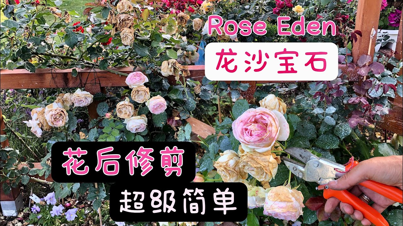 龙沙宝石Rose Eden花后修剪/超级简单只需牢记一步要点/一年看两次花不是问题/21.07.2022