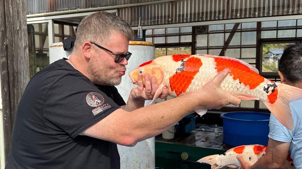 SHINTARO SANSAI HARVEST!! 3 YEAR OLD KOI!
