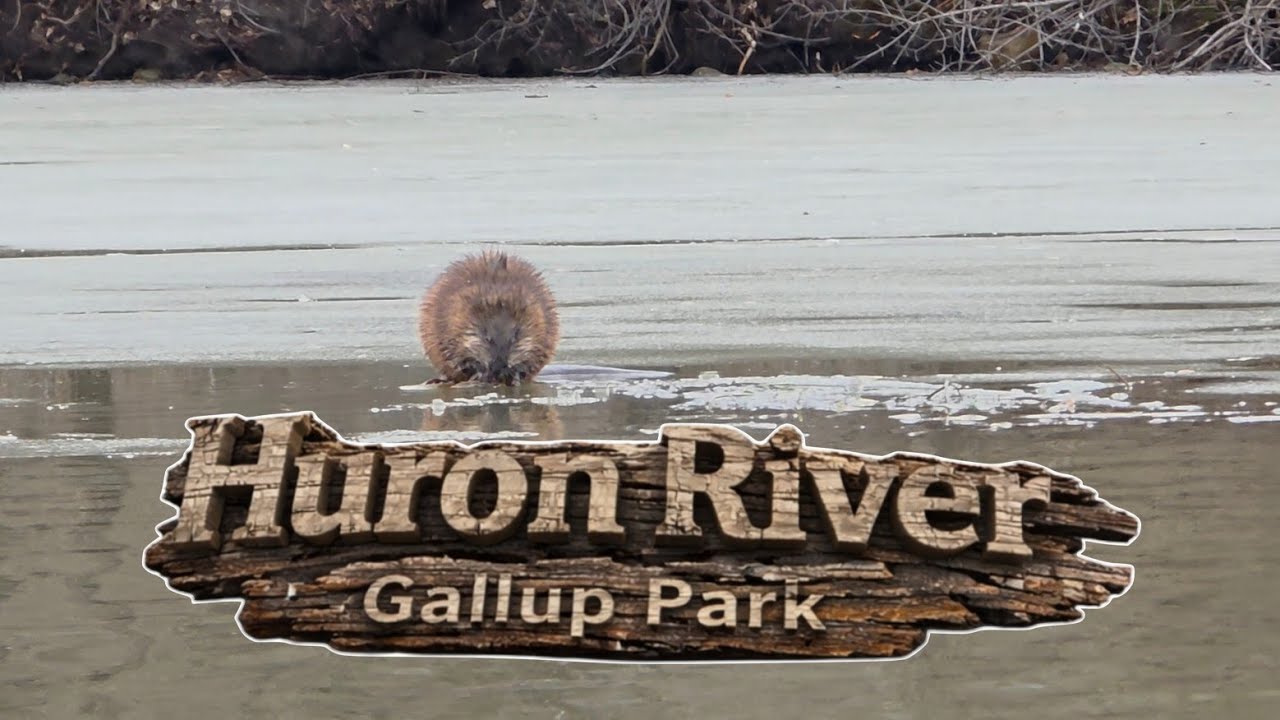 Kayaking the Huron River | Gallup Park + Parker Mills