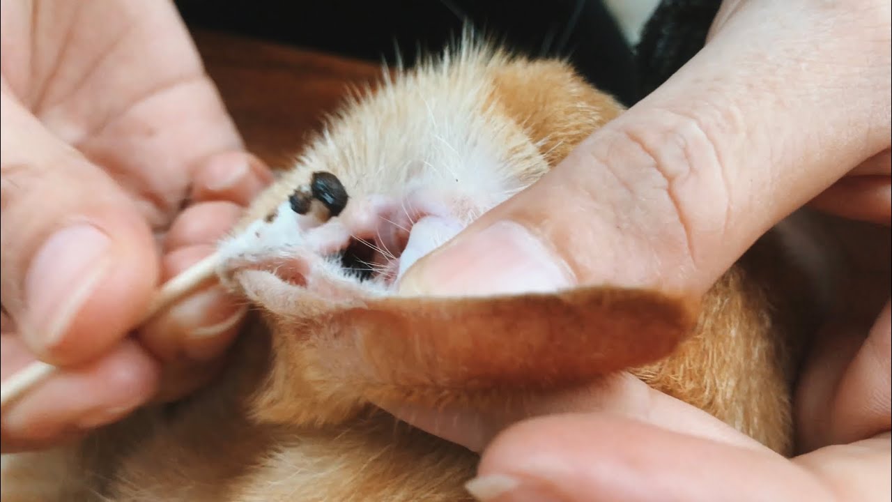 Removing Deep Ears for Cat | Thick and Difficult to Clean