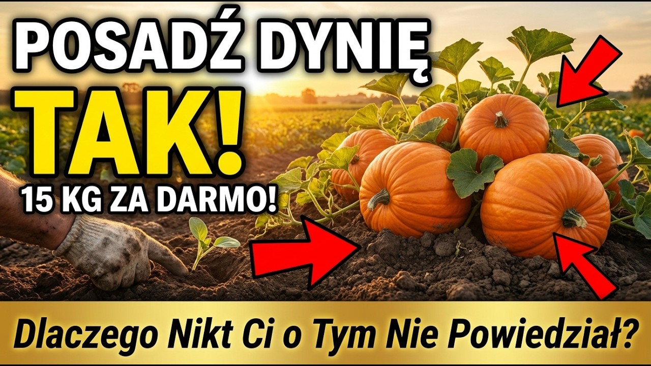 Posadź Dynię w Ten Sposób i Zbierz 15 kg Za Darmo — Dlaczego Nikt Ci o Tym Nie Powiedział?