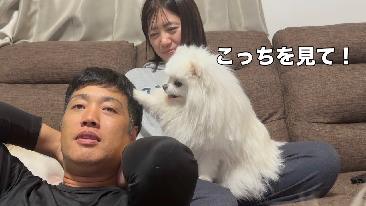 パパに振り向いてもらいたいポメラニアンの行動が面白すぎた