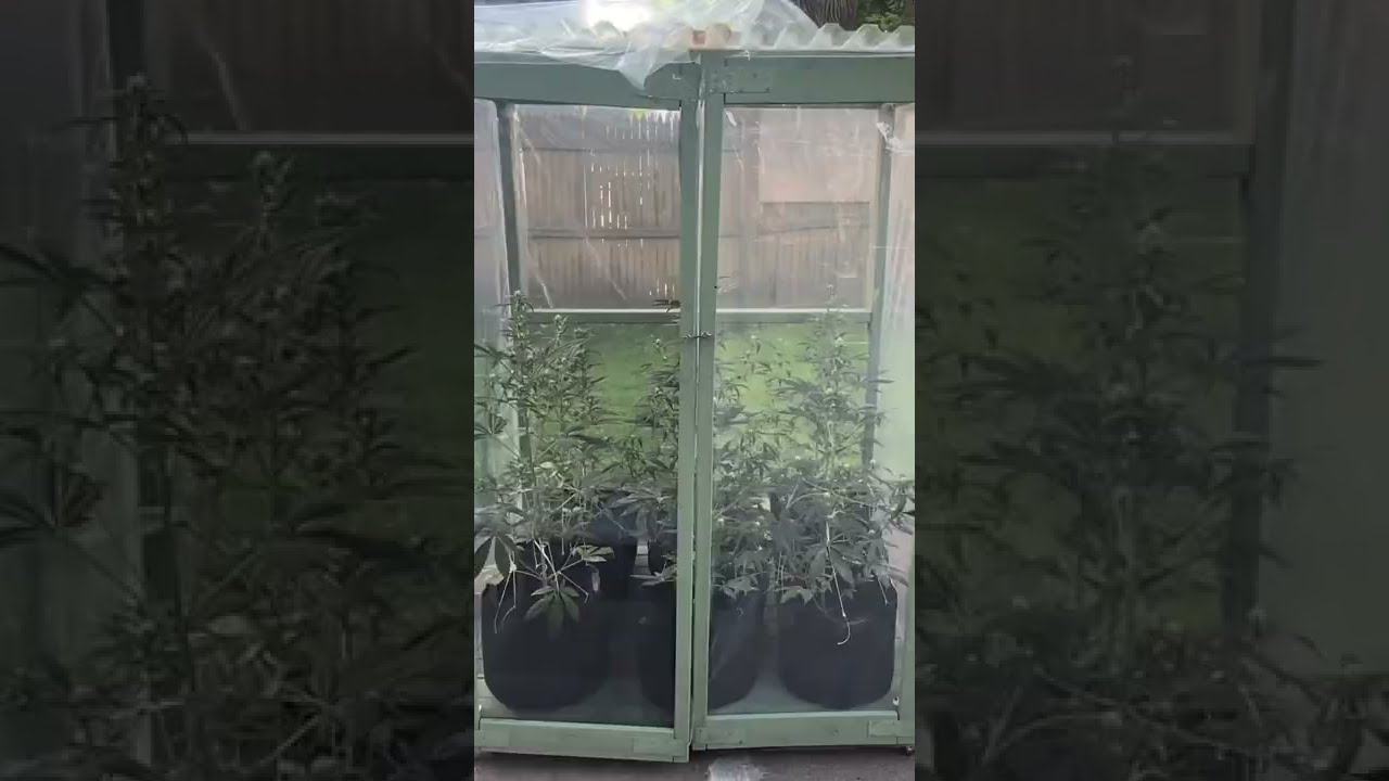 Boston Backyard Grower | Autoflower Outdoor Day 38 FastBuds Autoflowers #shorts