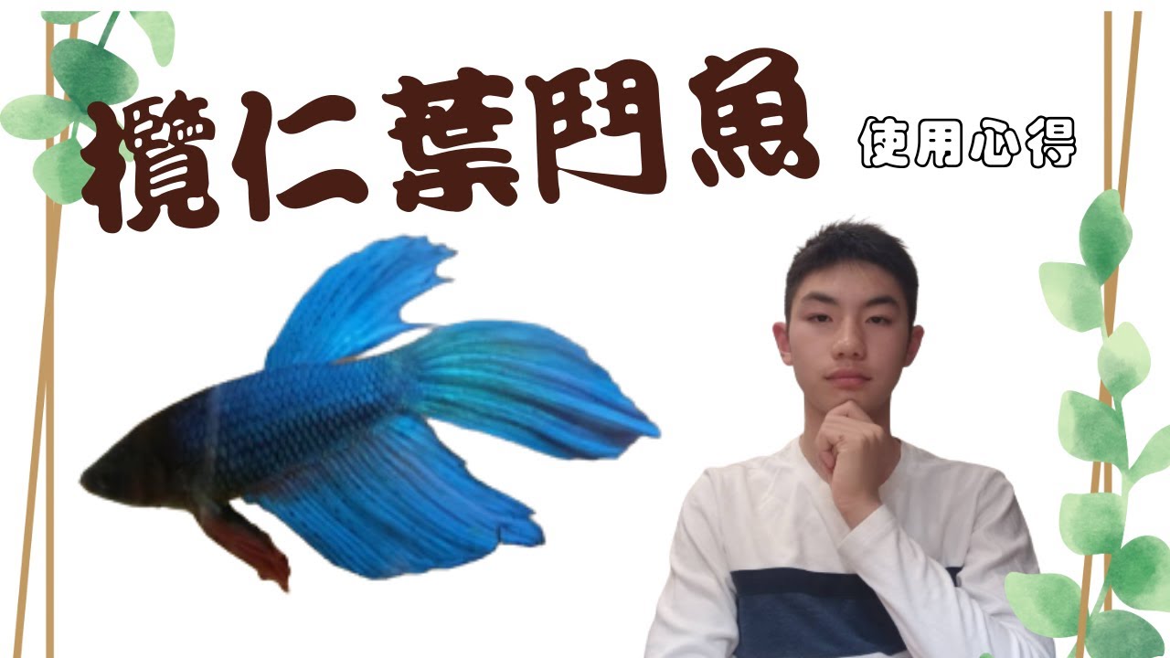 欖仁葉測試結果與心得(下)鬥魚飼養_欖仁葉{成哥}