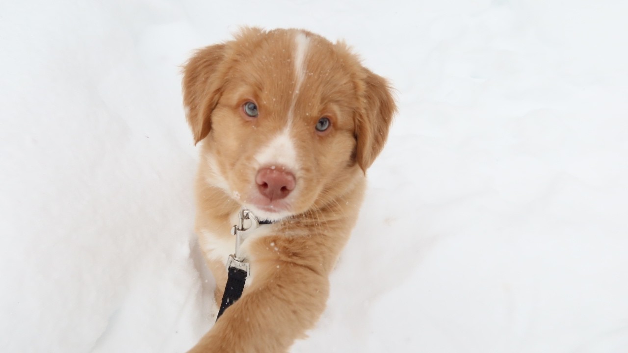 snow day with clay