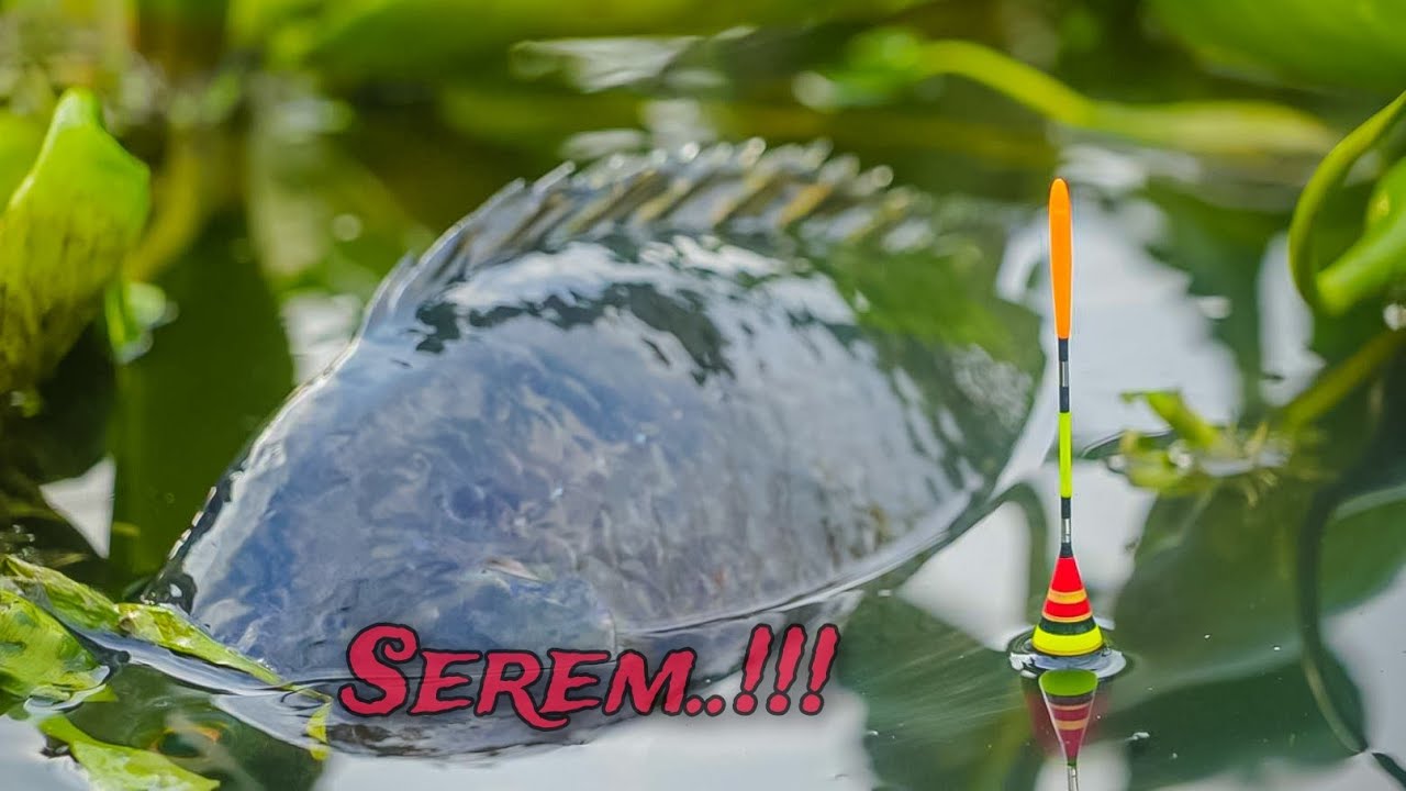 Merinding,,!! Mancing di sungai ini rata² ikan nila besar dan hitam