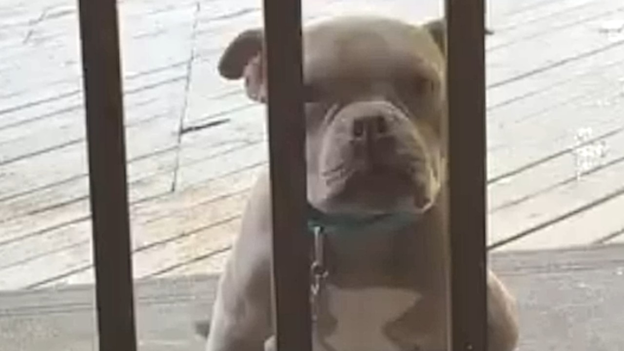 Dumped dog keeps asking everyone for hug