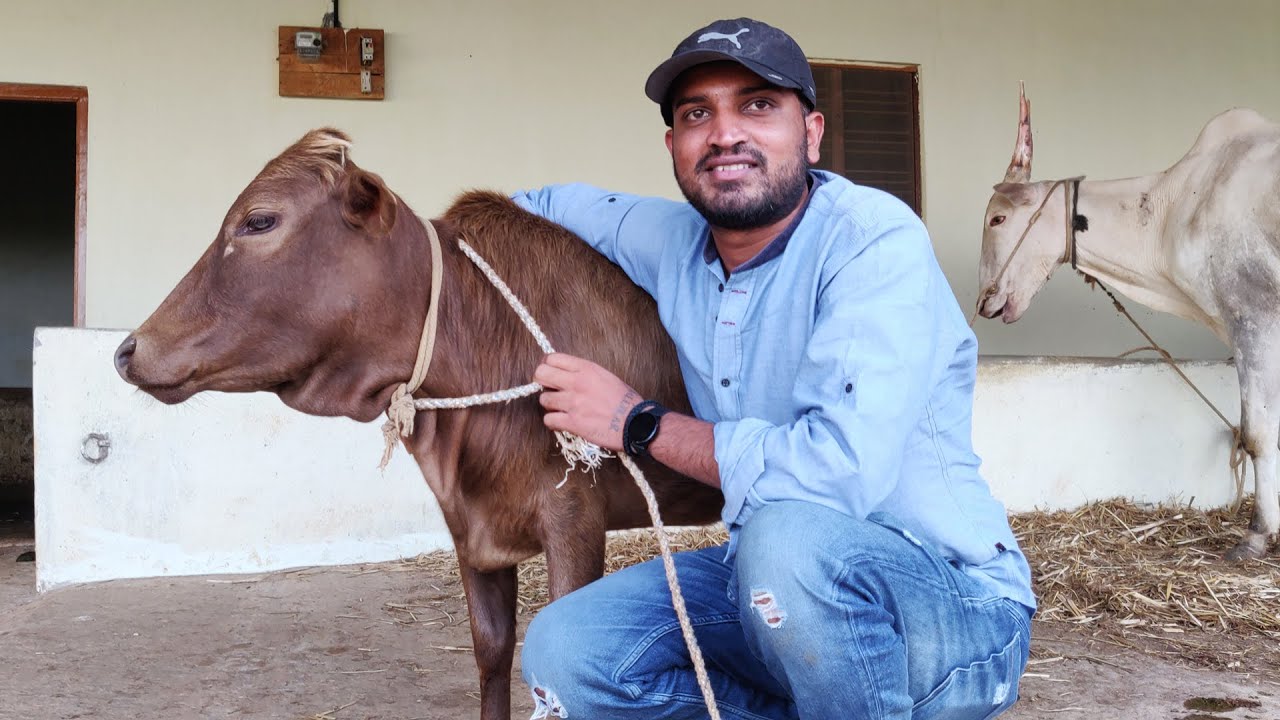 Malnad gidda Swarna Kapila with Varthur Santhosh
