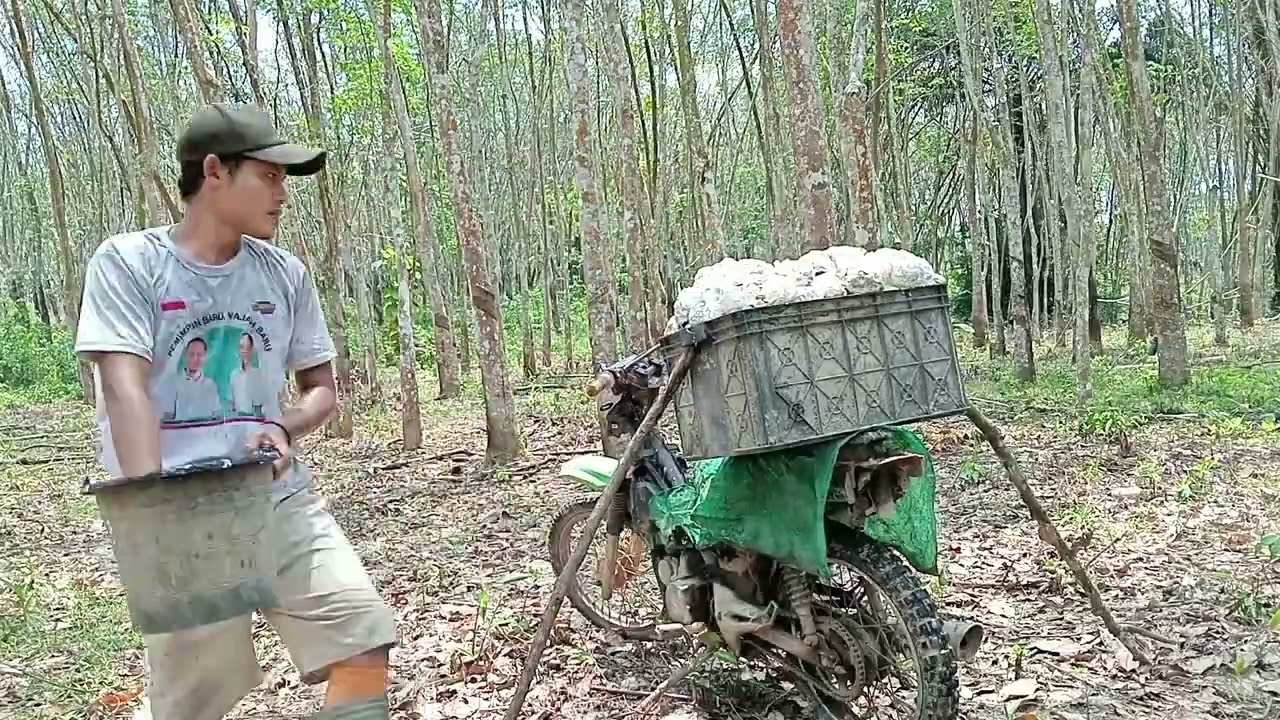 Cara panen getah karet tanpa turun wadahnya dari motor