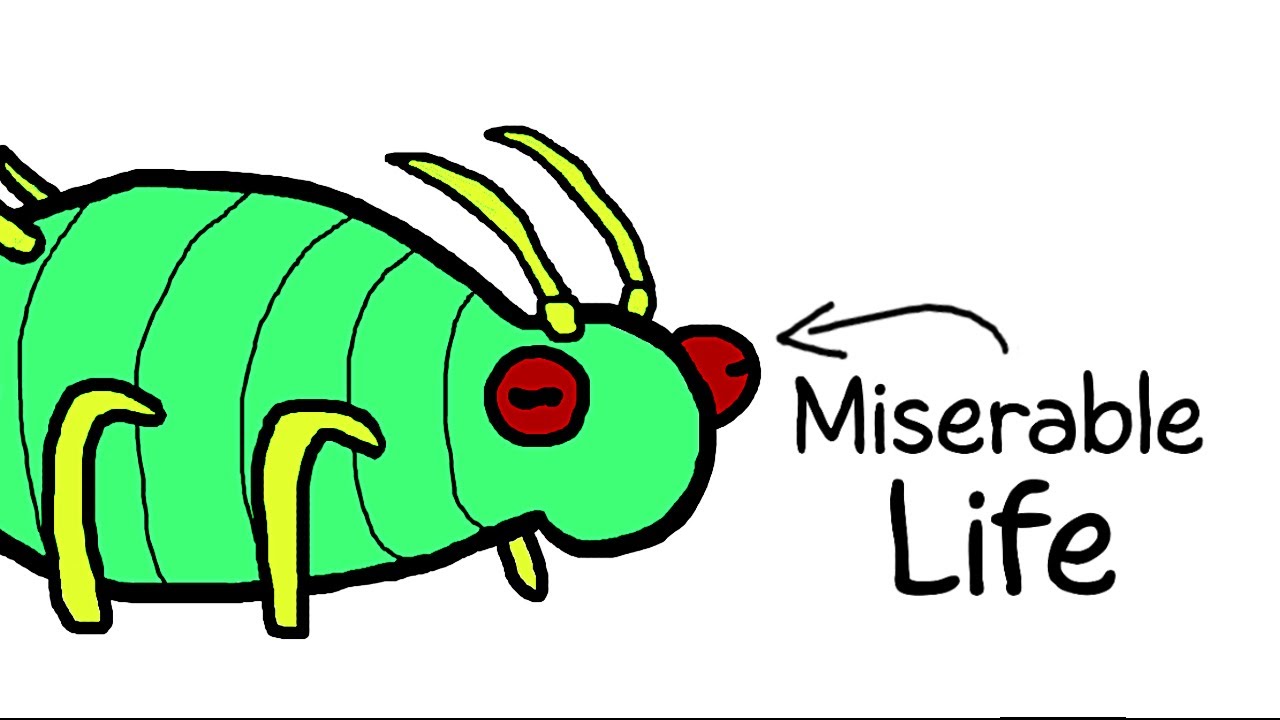 Why It Sucks to Be Born as an Aphid