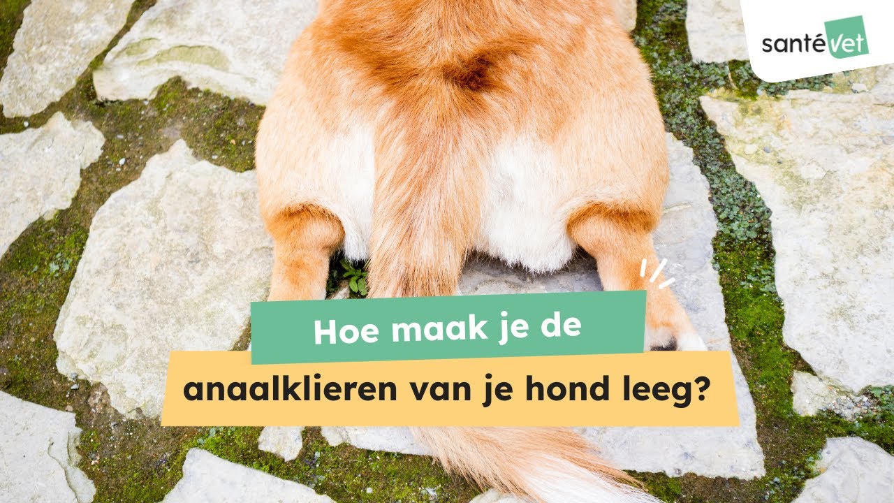 🐶 Hoe weet ik of de anaalklieren van mijn hond vol zijn?