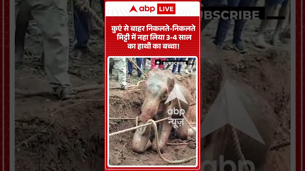 Viral Shorts: कुएं से बाहर निकलते निकलते मिट्टी में नहा लिया 3-4 साल का हाथी का बच्चा! | #shorts