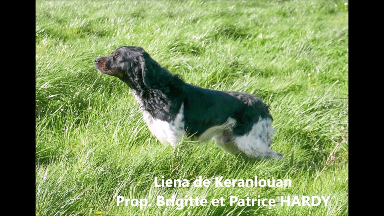 Epagneuls bretons à l'entrainement aux fields trials de printemps sur perdrix naturelles