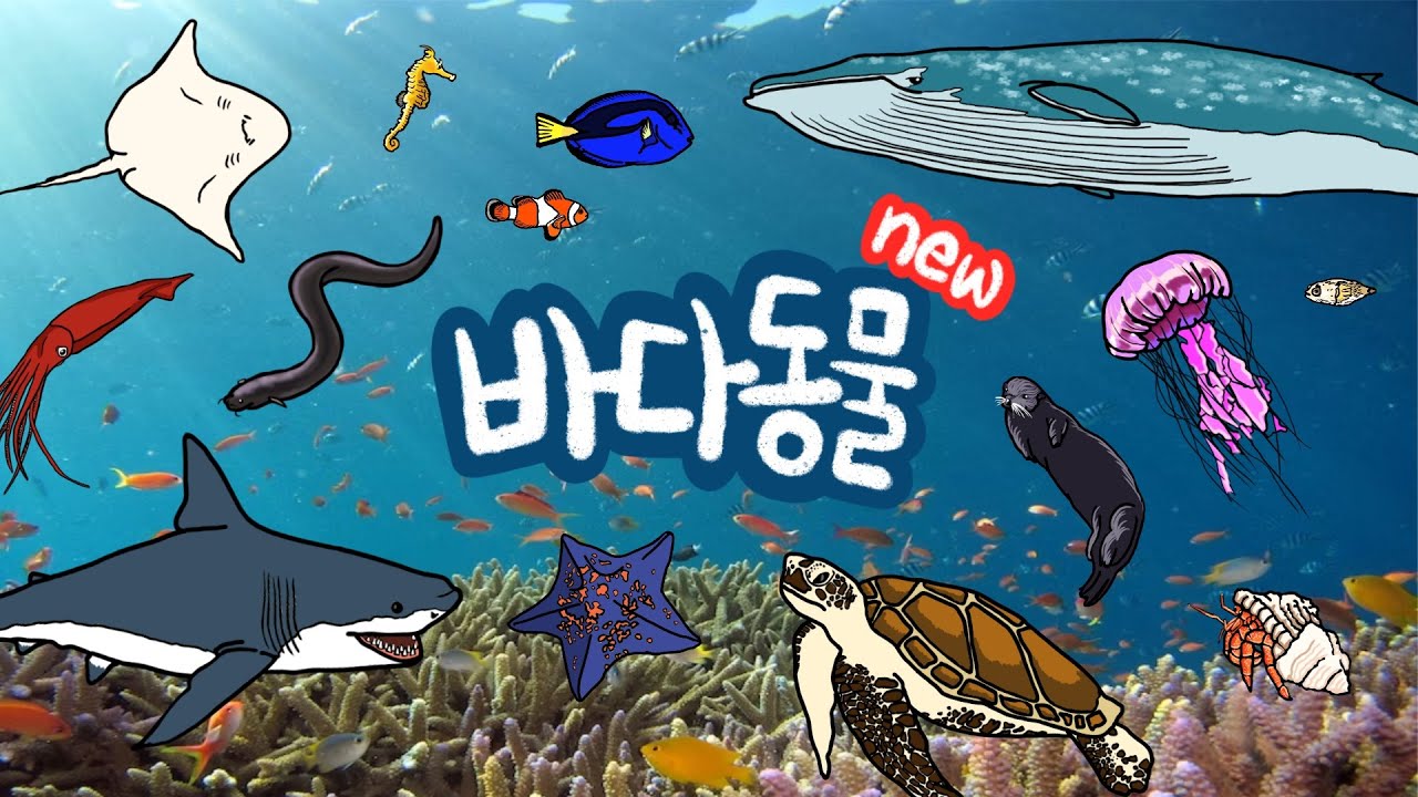 NEW 바다동물 |  바닷속에는 어떤 친구들이 살고 있을까? | 다양한 종류의 바다생물을 만나보아요 | 저자극 유아영상 | 키즈드로우