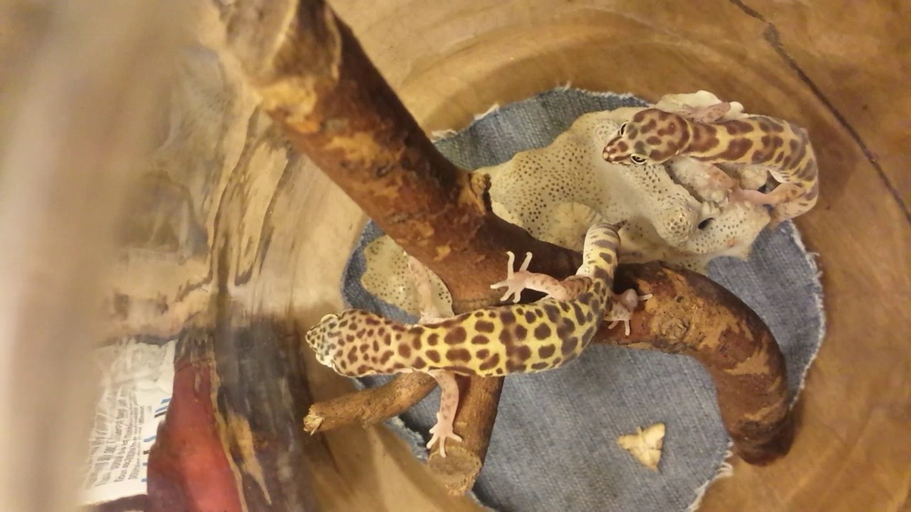 Geckos (Beautiful) At the Lizard Lounge