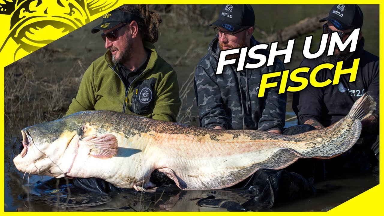 FISCH um FISCH fangen🔥🎣! VERTIKAL auf WELS vom Boot😎 | Klopfen auf Waller im Fluss #wallerangeln