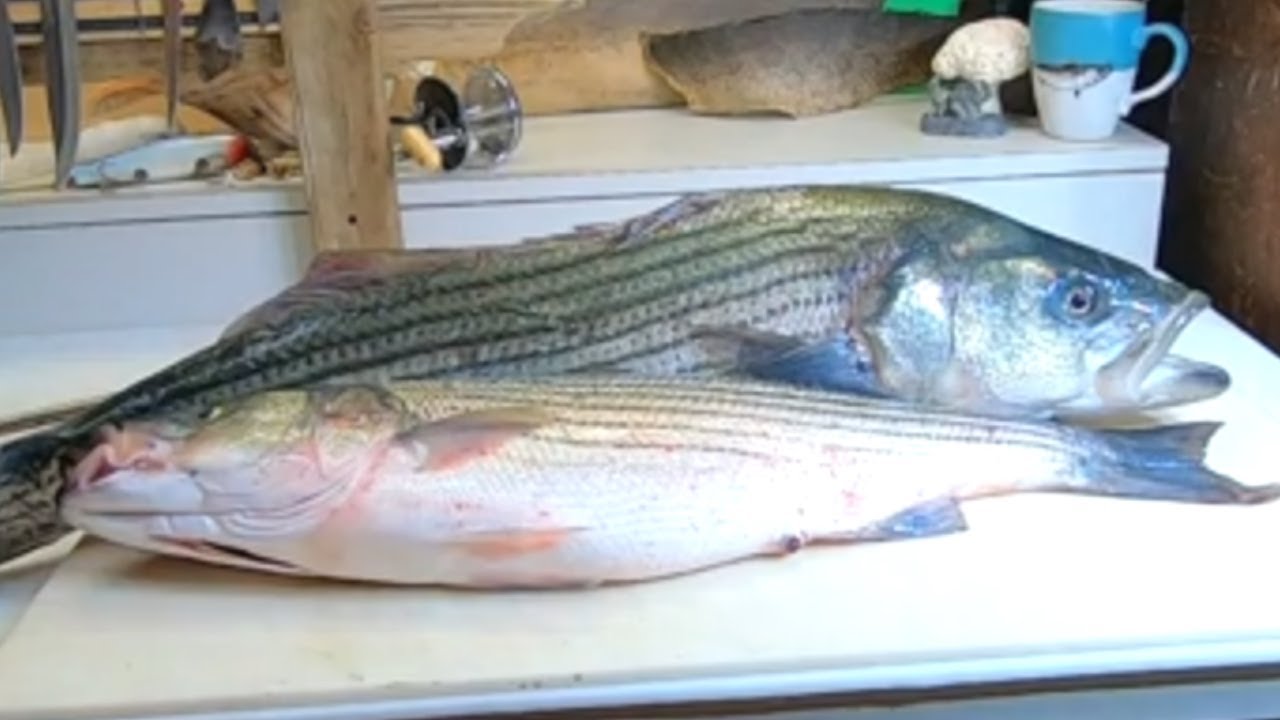 HOW TO: STRIPED BASS FILLETING 2022 