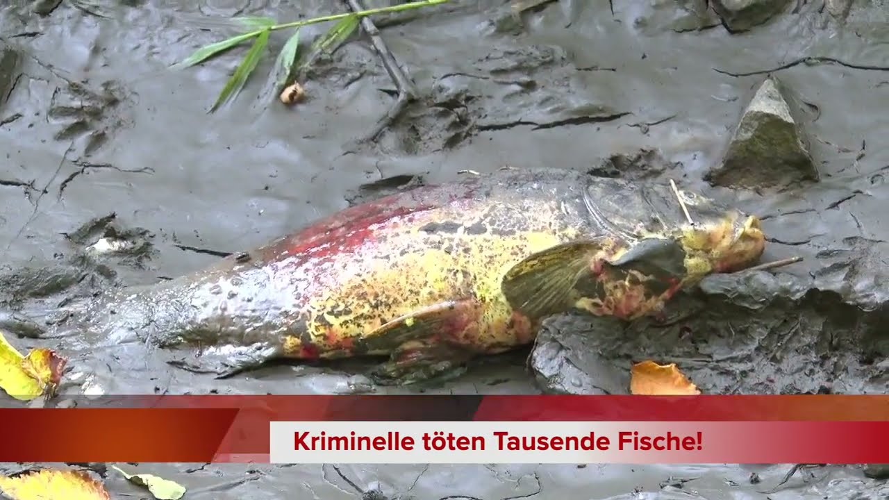 [Meetingpoint] Unbekannte &ouml;ffnen Wehr - Tausende Fische tot!