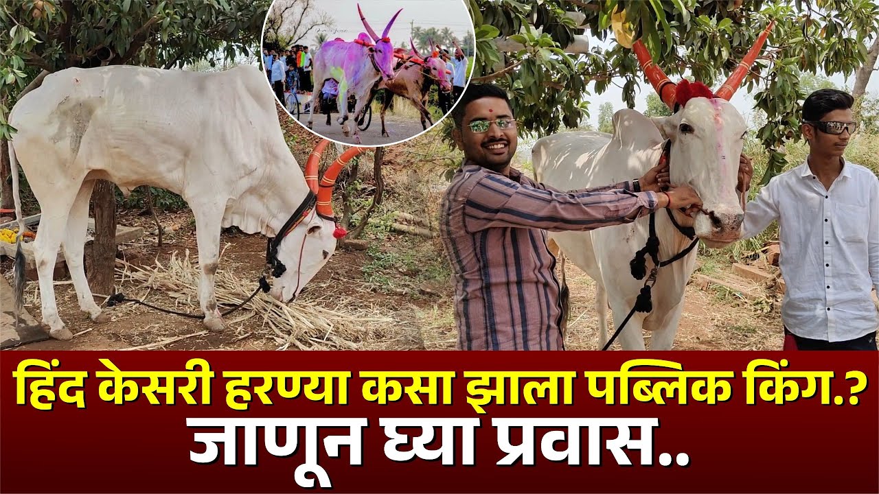 हिंद केसरी हरण्या कसा झाला पब्लिक किंग...? जाणून घ्या प्रवास l #bailgadisahryat