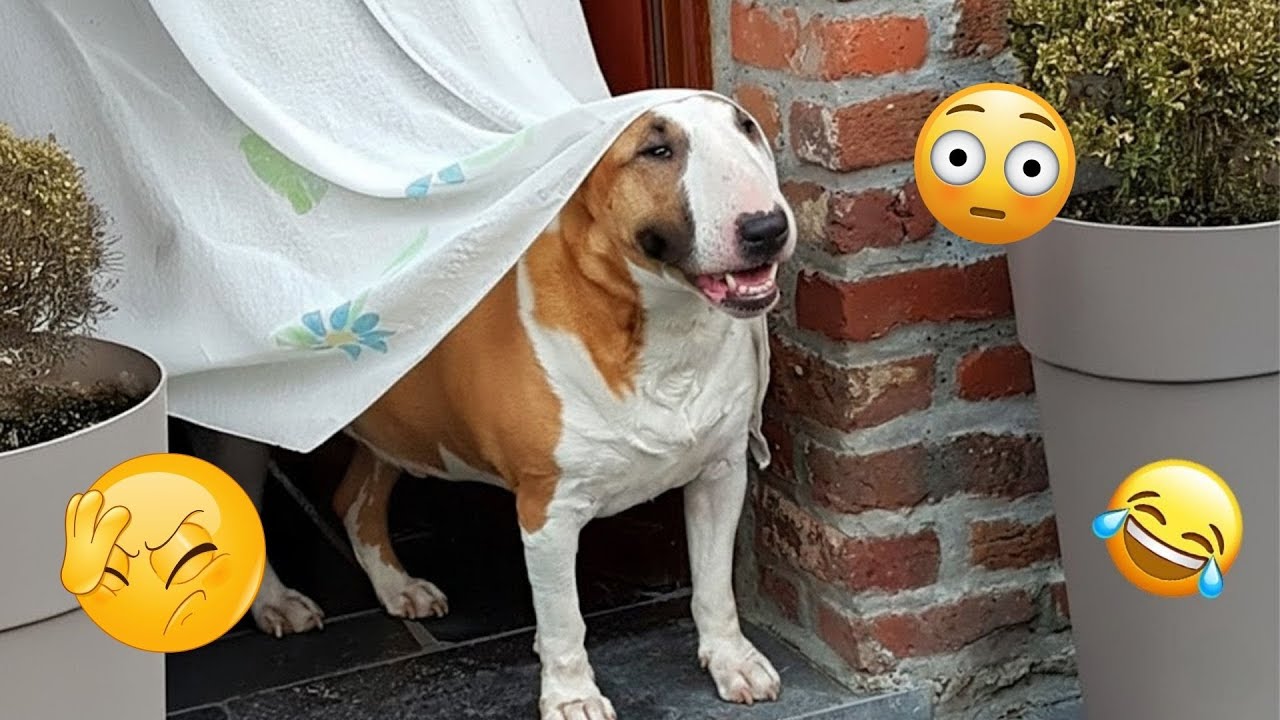 HILARIOUS DOGS Being Weird 🤪 NEW Funniest Dogs Video 2026
