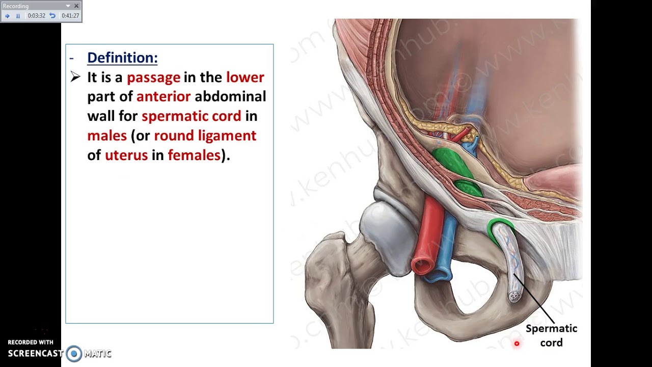 Overview of Abdomen (4) - The Inguinal Canal - Dr. Ahmed Farid