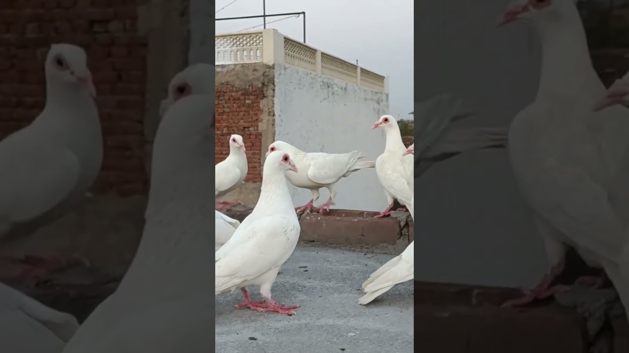 for sale watch full video on channel #agratrip #agrakabootar #kabootar #kabootarlovers #pigeonlover